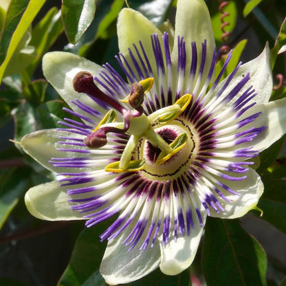 Passiflora edulis Seeds – Sweet Granadilla Passion Flower Seeds for Planting