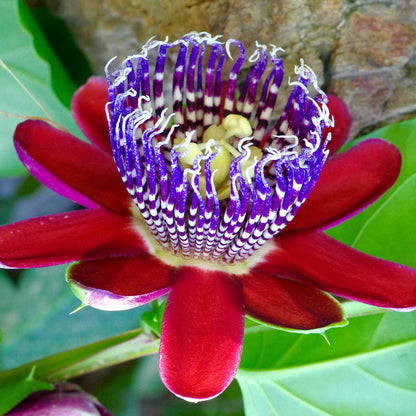 Passiflora alata Seeds – Winged-Stem Passion Flower, Heirloom, Non-GMO, Tropical Climbing Vine