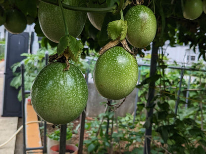 Passionflower Passiflora – Edible Fruit Garden Seeds
