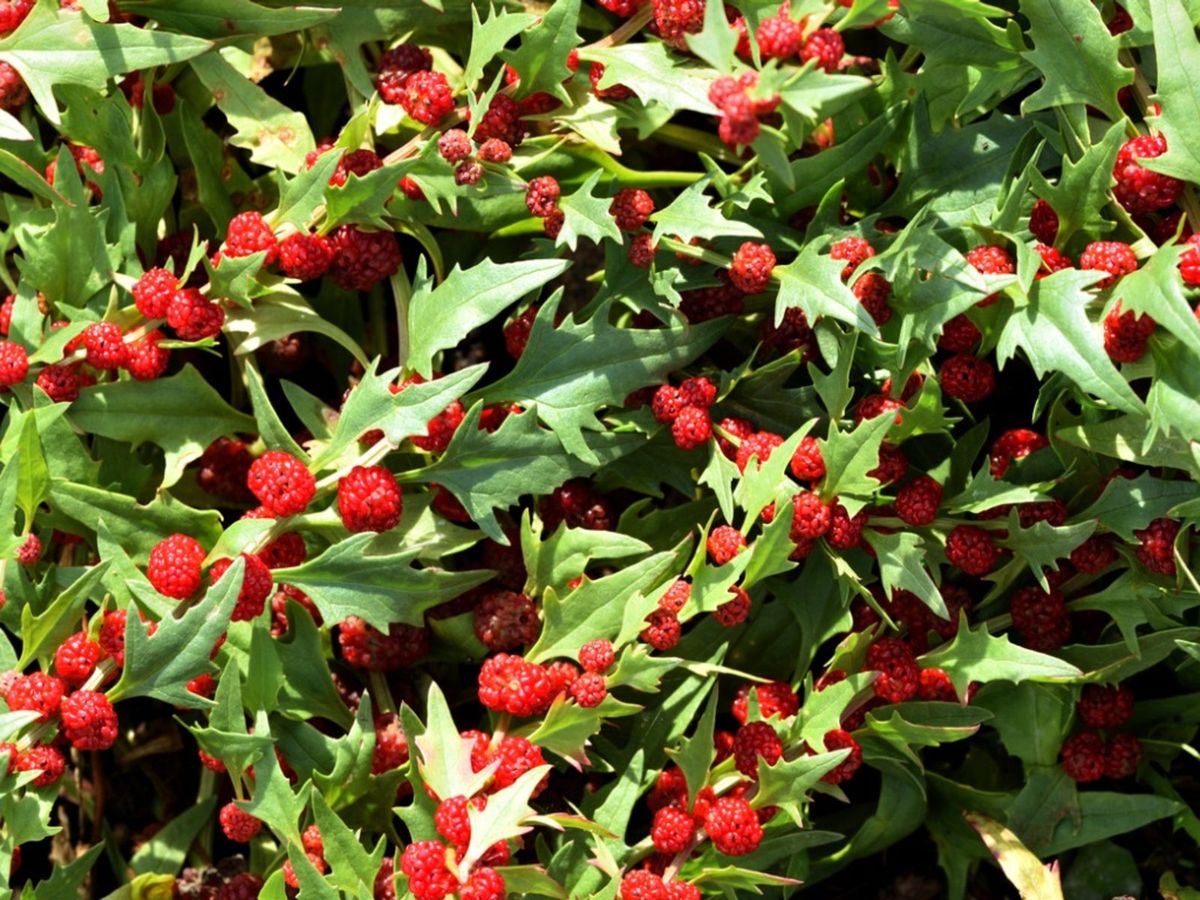 Spinach Strawberry Sticks Chenopodium Foliosum – Vegetable Garden Seeds