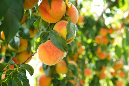 Peachzilla Japanese Morning – Garden Fruit Seeds