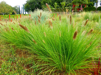 Fountain Grass Pennisetum Alopecuroides Viridescens – Black Garden Grass Seeds
