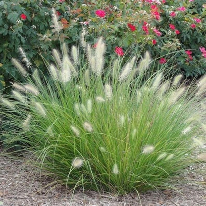 Pennisetum Setaceum Green Seeds, Sterile Green Fountain Grass Seeds