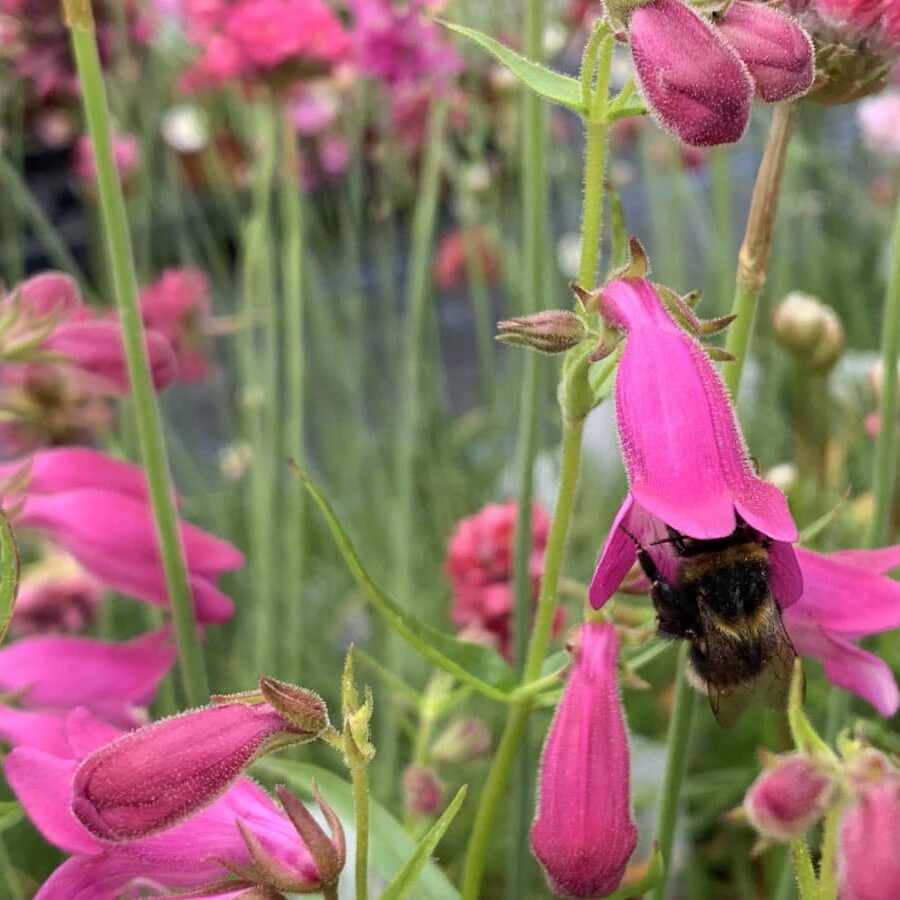 Mexicali Sunburst Penstemon – Perennial Flower Seeds