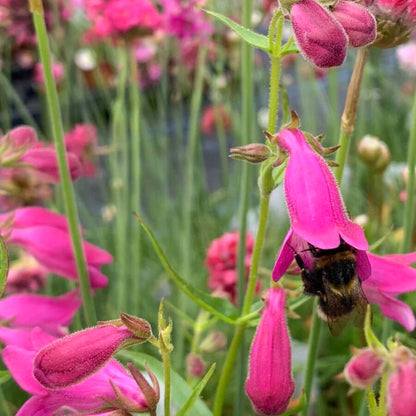 Mexicali Sunburst Penstemon – Perennial Flower Seeds