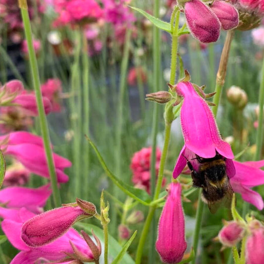 Mexicali Sunburst Penstemon – Perennial Flower Seeds