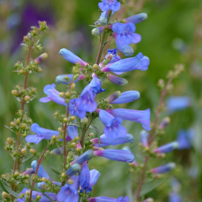 Penstemon Heterophyllus Blue – Perennial Flower Seeds