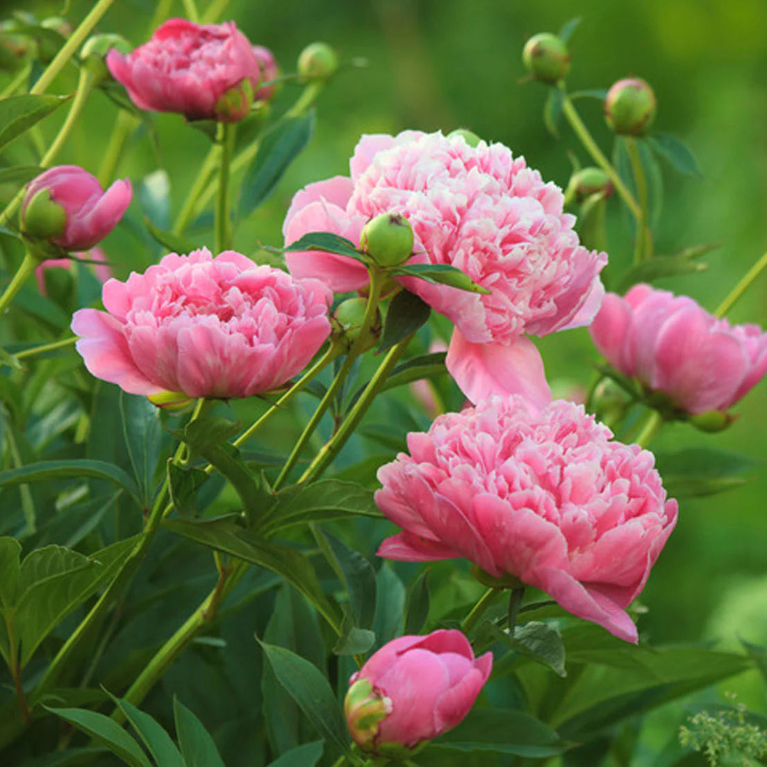 Peony (Paeonia) Flower Seeds for Planting – Heirloom, Non-GMO, Easy to Grow, Perennial Variety