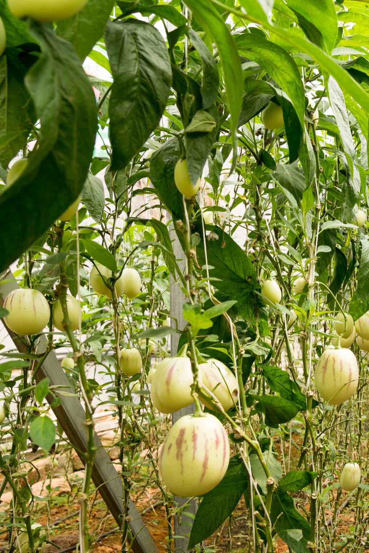 Pepino ‘Rio Bamba’ Seeds for Planting – Heirloom, Non-GMO, Compact Growth Variety