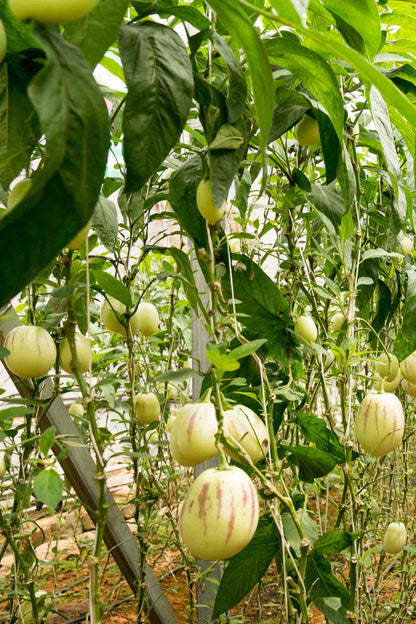 Pepino ‘Rio Bamba’ Seeds for Planting – Heirloom, Non-GMO, Compact Growth Variety