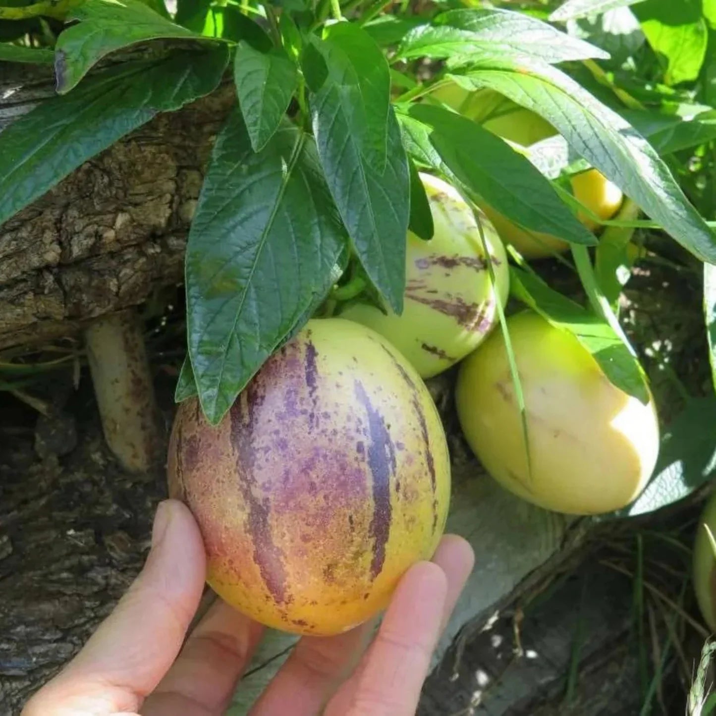 Pepino ‘Rio Bamba’ Seeds for Planting – Heirloom, Non-GMO, Compact Growth Variety