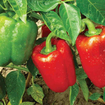 Ajvarsky Pepper – Thick-Walled Heirloom Vegetable Garden Seeds