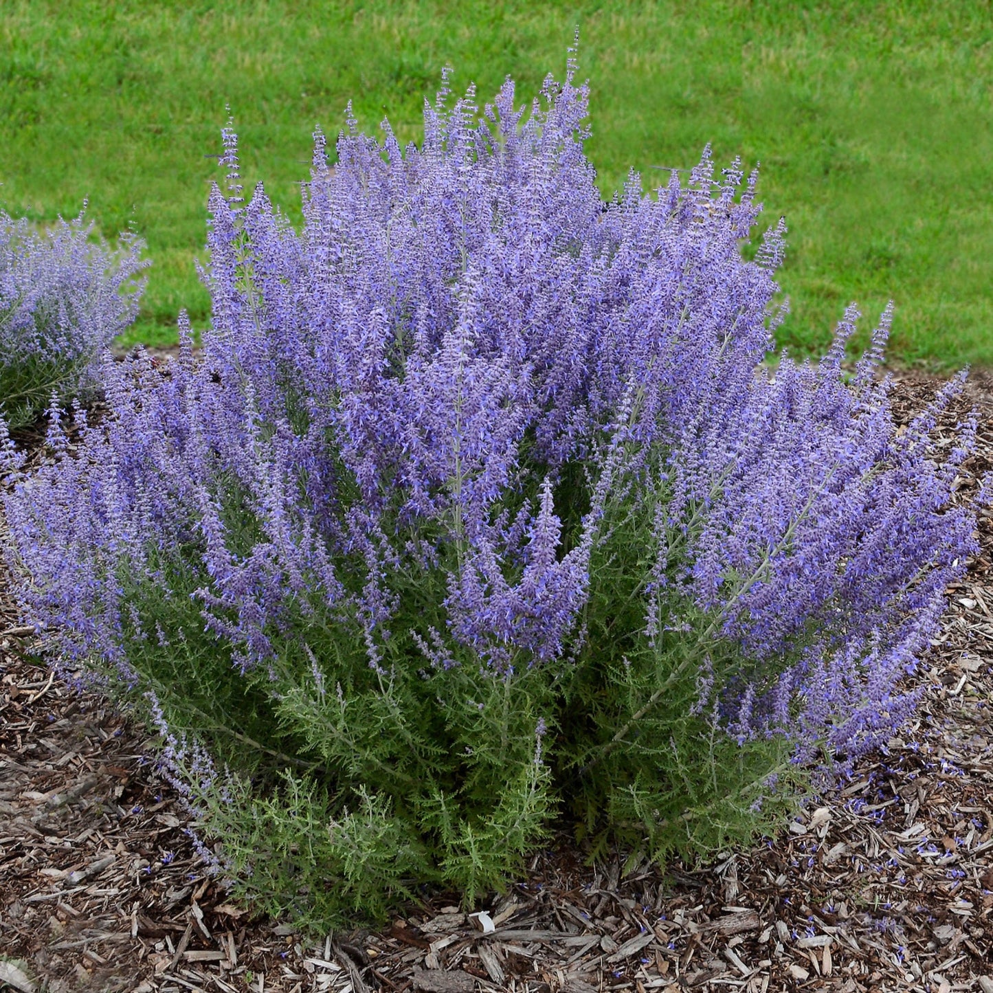 Russian Sage ‘Denim ’n Lace’ Perovskia Atriplicifolia Compact Perennial Vibrant Blue Flowers & Fragrant Foliage