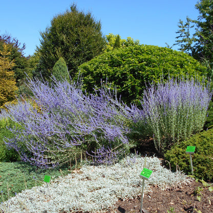 Blue Spire Russian Sage Perovskia Atriplicifolia Blue Spire Drought-Tolerant Perennial Fragrant Lavender-Blue Blooms