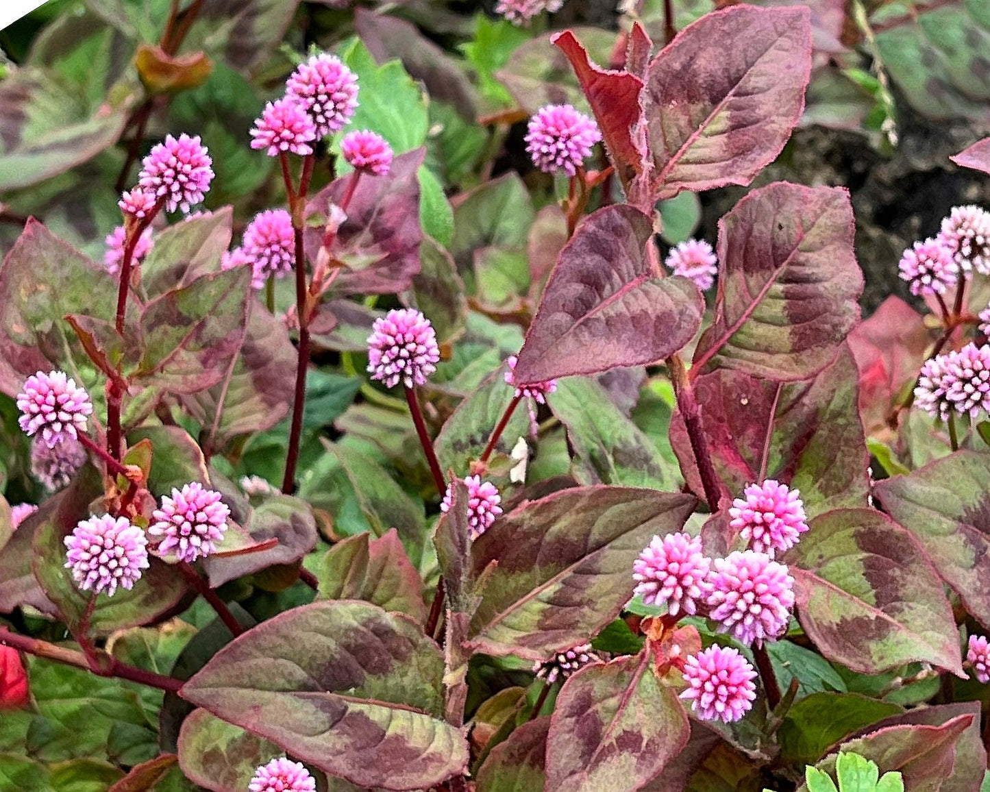 Knotweed Polygonum Capitatum – Pink Punching Balls Garden Seeds