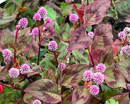Knotweed Polygonum Capitatum – Pink Punching Balls Garden Seeds