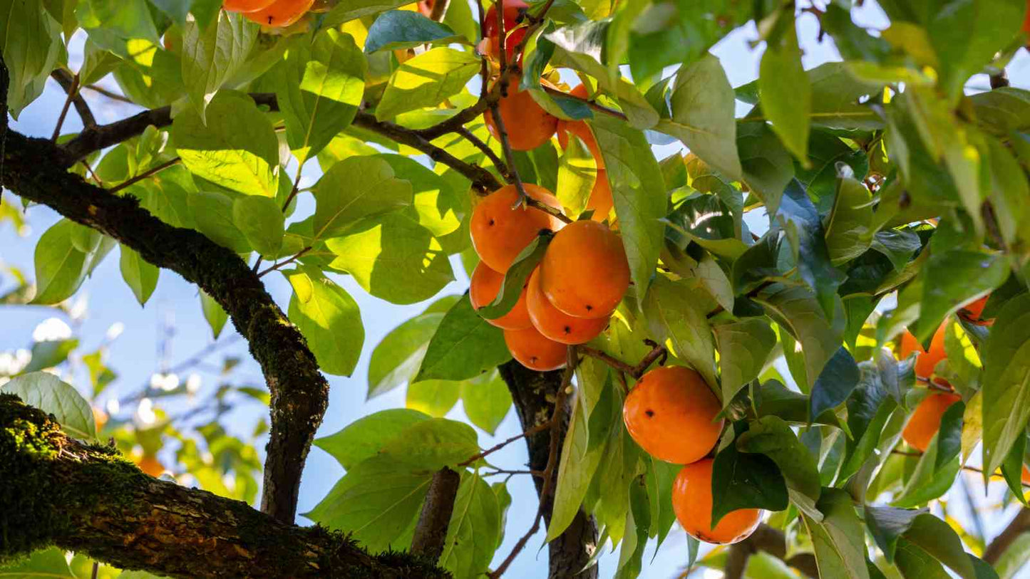 Japanese Persimmon Diospyros Kaki – Hardy Fruit Tree Seeds
