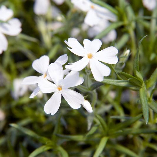 Snow in Summer – Hardy Wildflower Garden Seeds