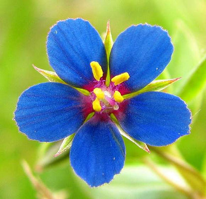 Pimpernel Anagallis Monelli – Blue Garden Flower Seeds