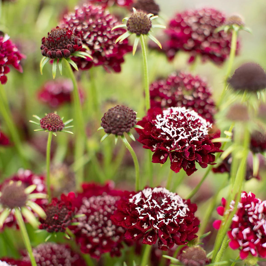 Scabiosa Atropurpurea ‘Black Knight’ Seeds – Dark Maroon to Black Pincushion Flowers