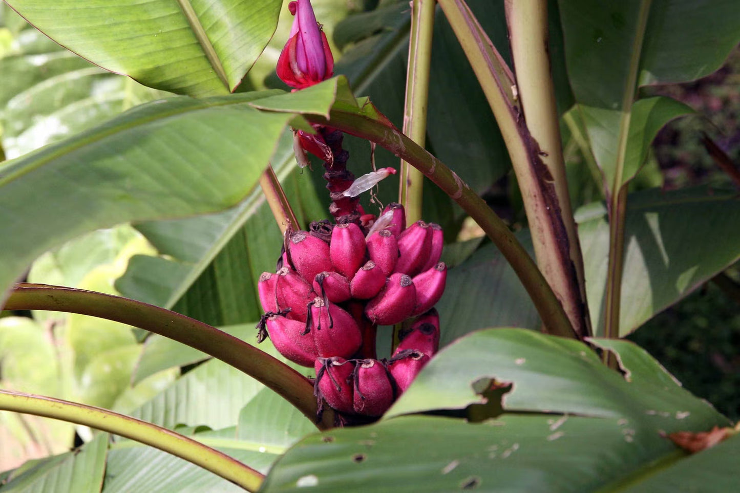 Pink Banana Seeds for Planting – Heirloom, Non-GMO, Musa Velutina, Easy to Grow