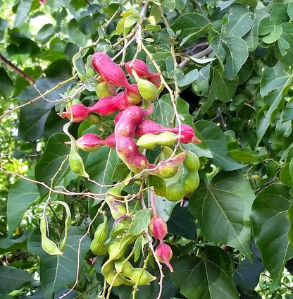Pithecellobium Dulce – Manila Tamarind Fruit Tree Seeds