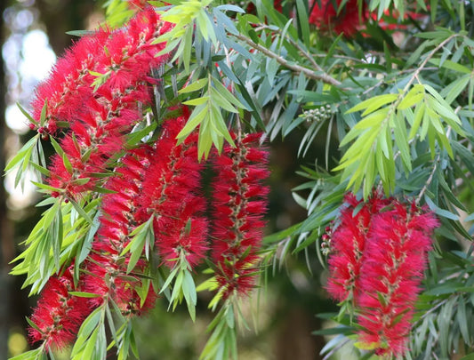 Callistemon Viminalis – Weeping Bottle Brush Tree Seeds