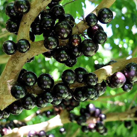 Jaboticaba (Plinia cauliflora) Live Plant Sapling – Heirloom, Non-GMO, Fast-Growing, Fruit-Bearing, Easy to Grow