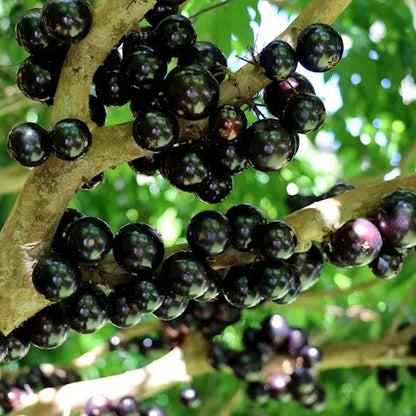 Jaboticaba (Plinia cauliflora) Live Plant Sapling – Heirloom, Non-GMO, Fast-Growing, Fruit-Bearing, Easy to Grow