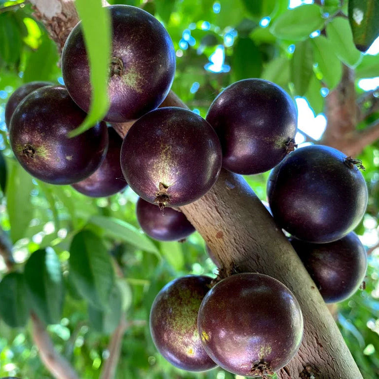 Jaboticaba (Plinia cauliflora) Seeds for Planting – Heirloom, Non-GMO, Easy to Grow, Evergreen Fruit Tree