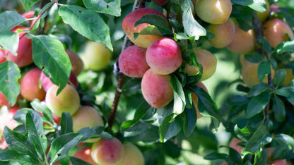Plum Fruit Tree Prunus America – Hardy Fruit Tree Seeds
