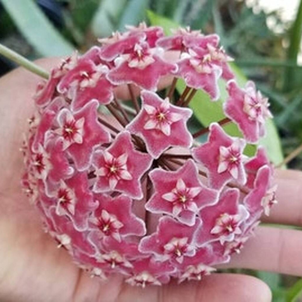 Hoya Pubicalyx ‘Silver Splash’ – Tropical Vining Houseplant with Silver-Patterned Leaves