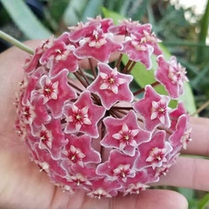 Hoya Pubicalyx ‘Silver Splash’ – Tropical Vining Houseplant with Silver-Patterned Leaves