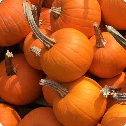 Pumpkin Small Sugar Pie Seeds – Compact Plant Variety for Home Gardening