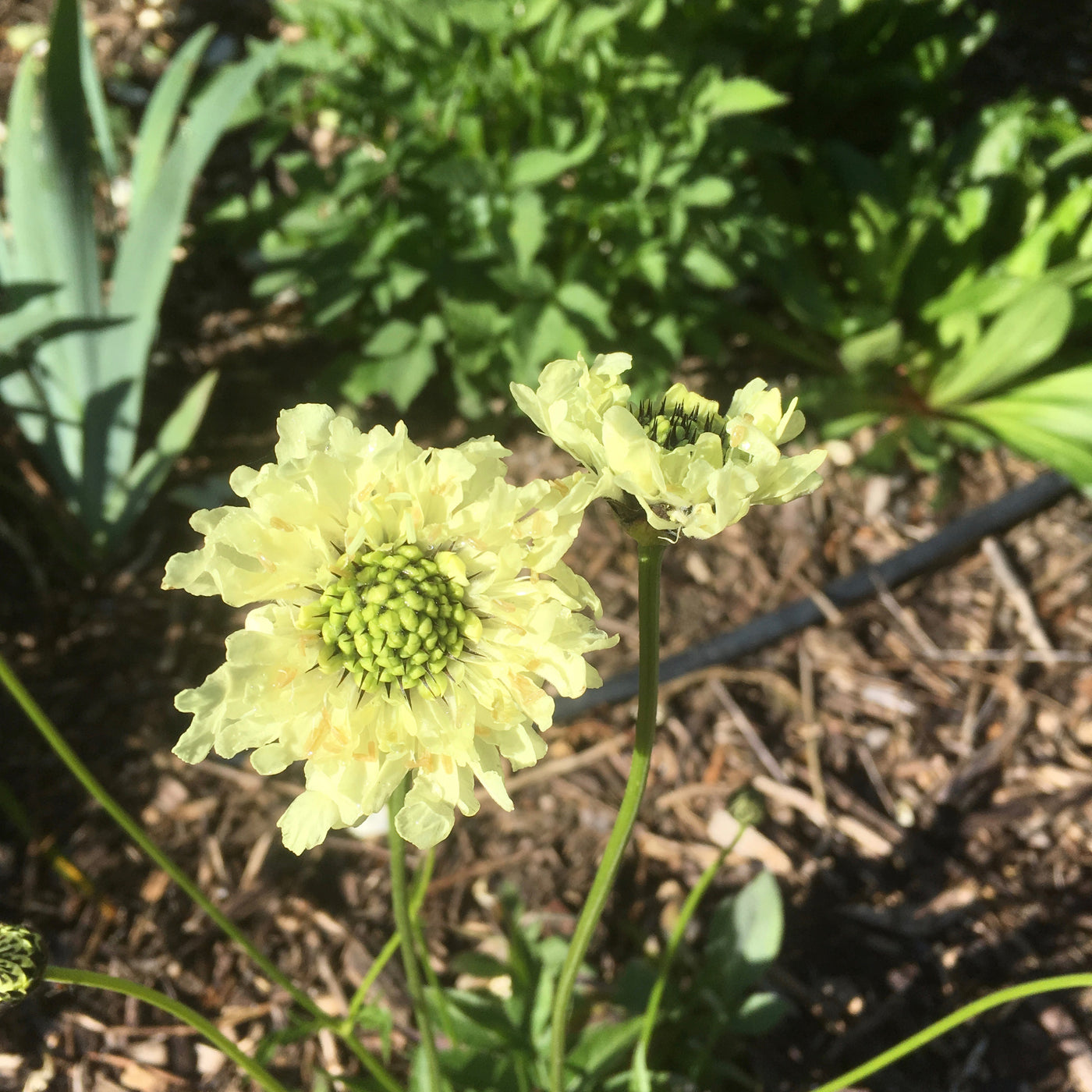 Cephalaria Gigantea Seeds Giant Scabious Tall Yellow Perennial for Pollinators & Cottage Gardens