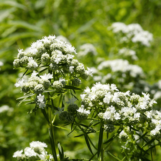 Mountain Mint – Hardy Wildflower Garden Seeds
