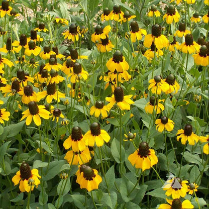 Clasping Coneflower – Hardy Wildflower Garden Seeds