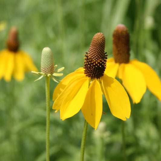 Long Headed Coneflower – Hardy Wildflower Garden Seeds