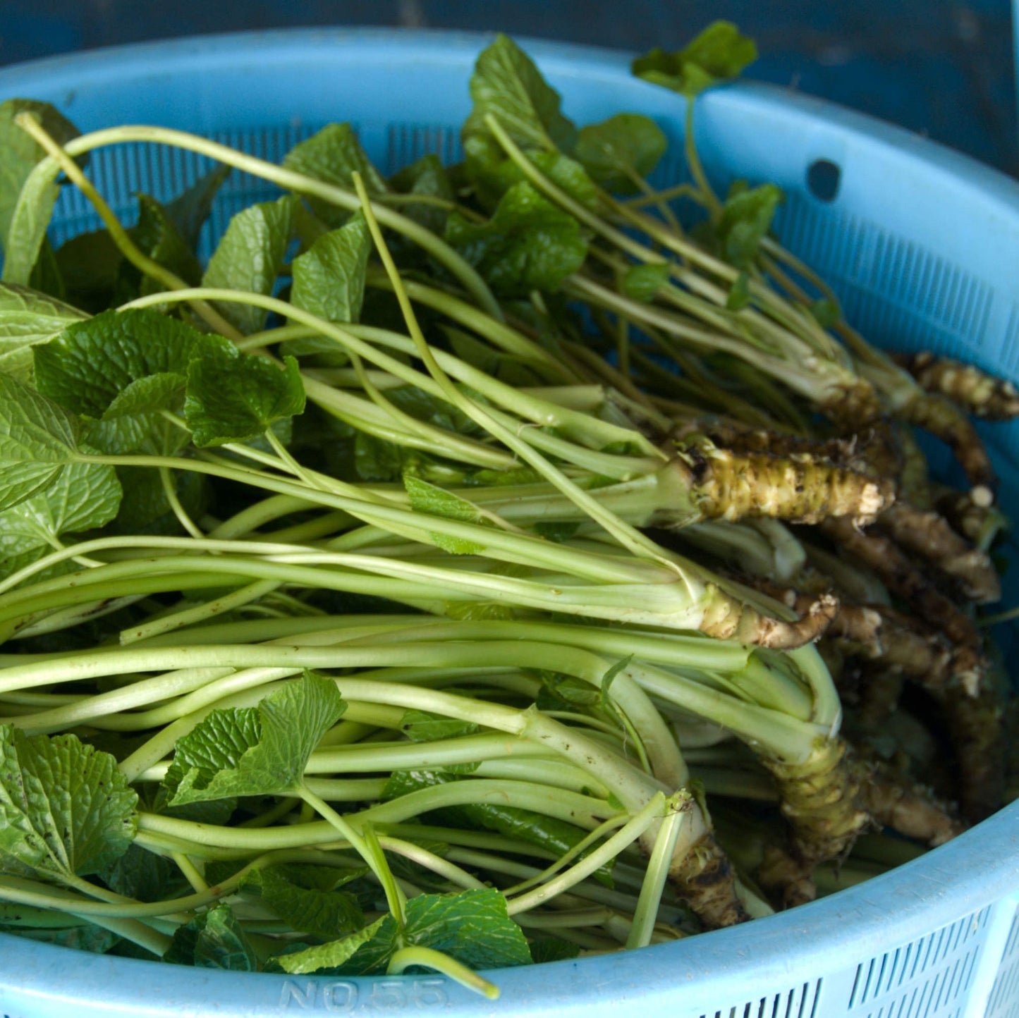Wasabi Plant (Eutrema japonicum) Seeds for Planting – Heirloom, Non-GMO, Easy to Grow, Indoor and Outdoor Variety