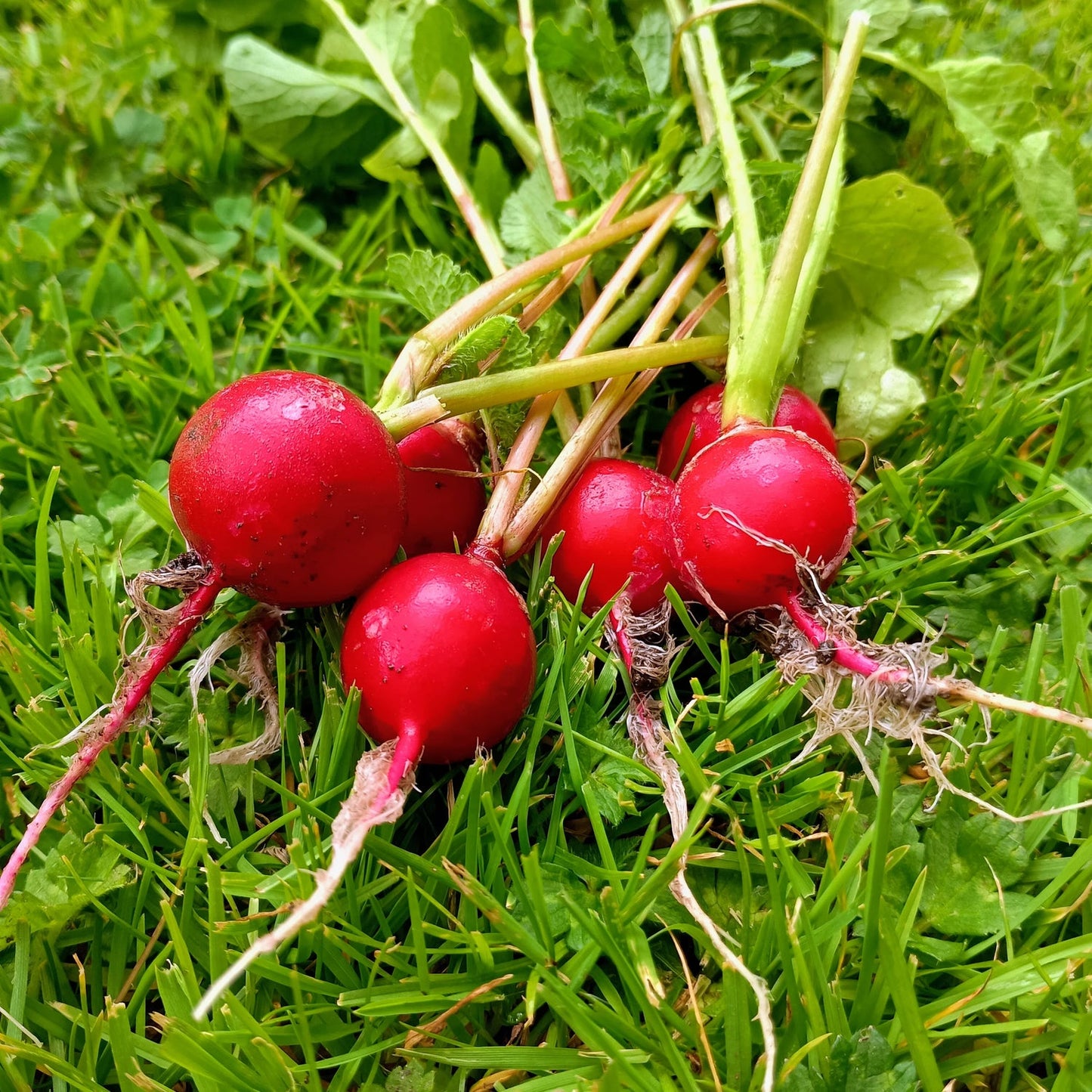 Cherry Belle Radish Seeds to Grow Your Own Food