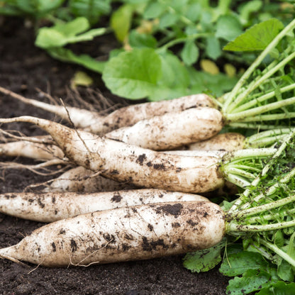 Japanese Daikon Radish Seeds for Planting Heirloom Non GMO Seeds