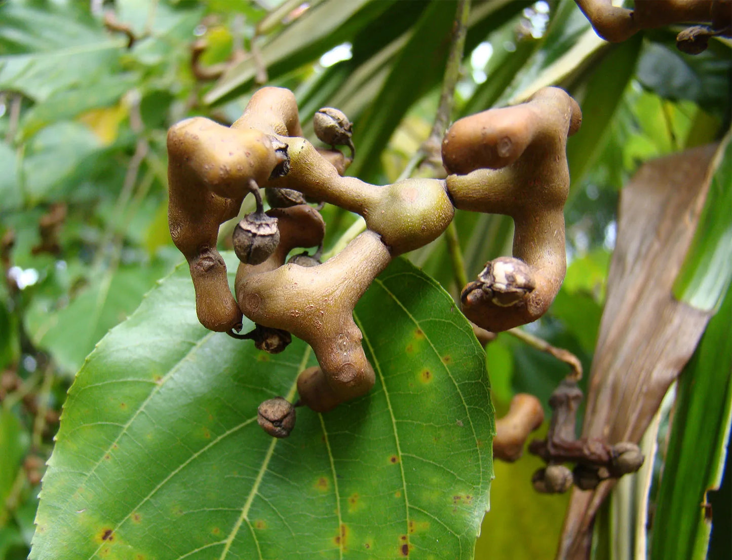 Japanese Raisin Tree Hovenia Dulcis – Fruit Tree Seeds