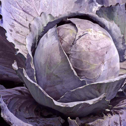 Cabbage Red Acre Brassica Oleracea – Heirloom Vegetable Garden Seeds