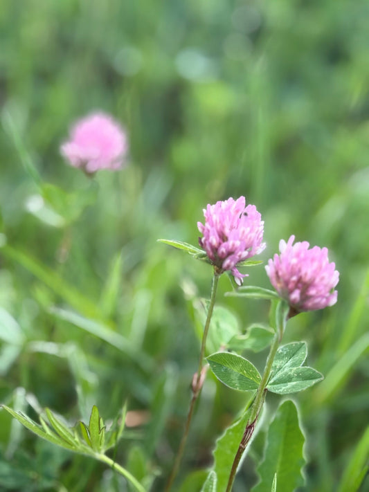 Red Clover Trifolium Pratense – Garden Cover Crop Seeds