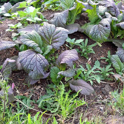 Rare Giant Russian – Garden Vegetable Seeds