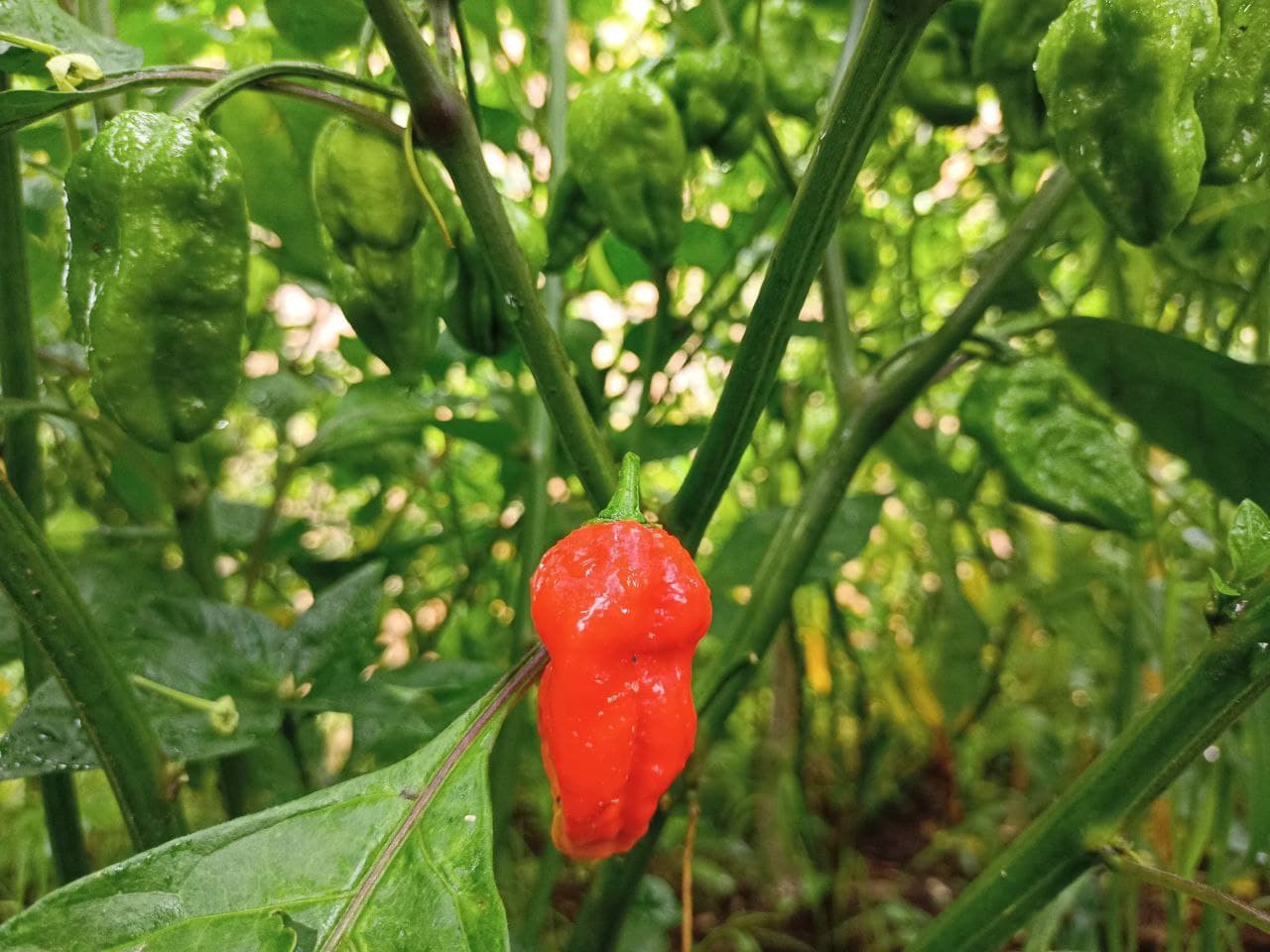 Bhut Jolokia Ghost – Garden Vegetable Seeds