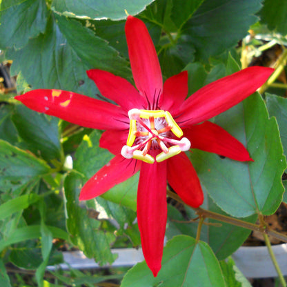 Passiflora vitifolia Seeds – Scarlet Passion Flower, Heirloom, Non-GMO, Tropical Climbing Vine