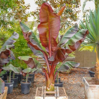 Red Banana Seeds for Planting – Heirloom, Non-GMO, Musa Acuminata Red Variety, Easy to Grow