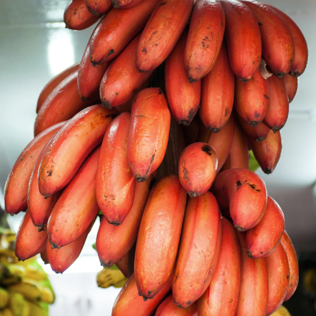 Red Banana Seeds for Planting – Heirloom, Non-GMO, Musa Acuminata Red Variety, Easy to Grow