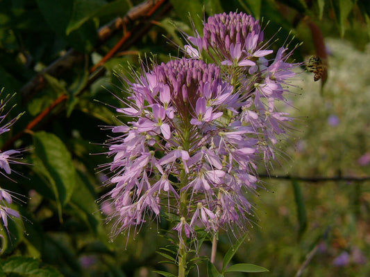 Rocky Mountain Bee Plant – Native Perennial Wildflower Seeds